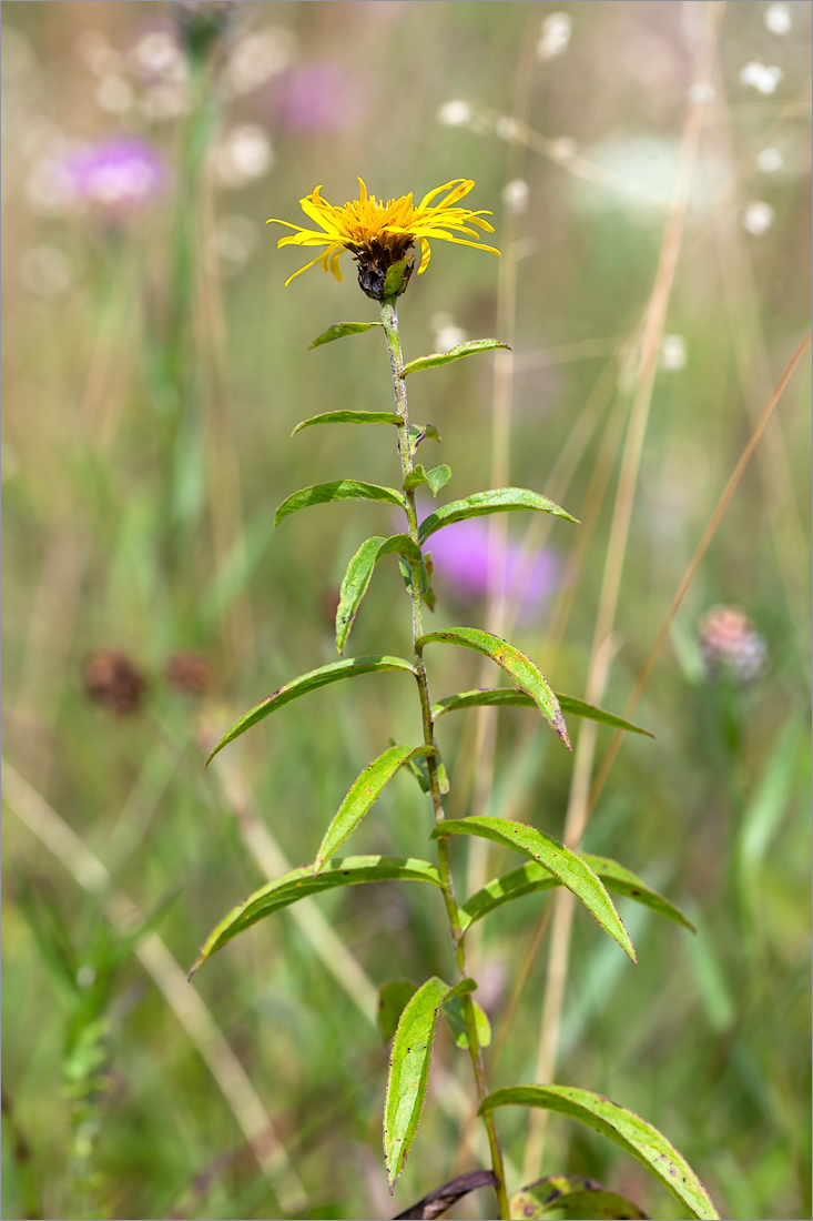 Image of Inula salicina specimen.