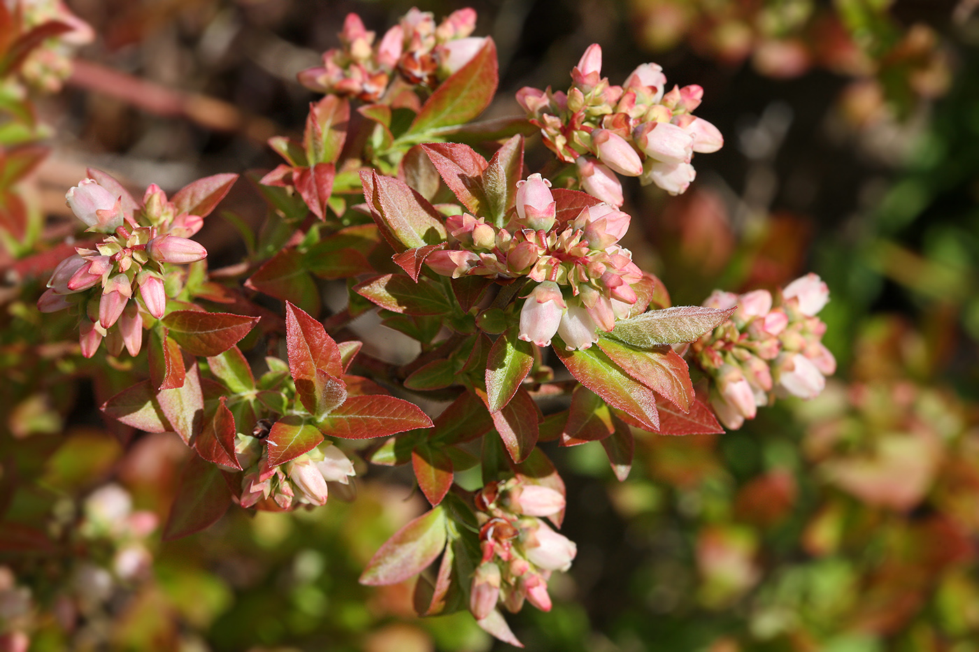 Image of Vaccinium corymbosum specimen.