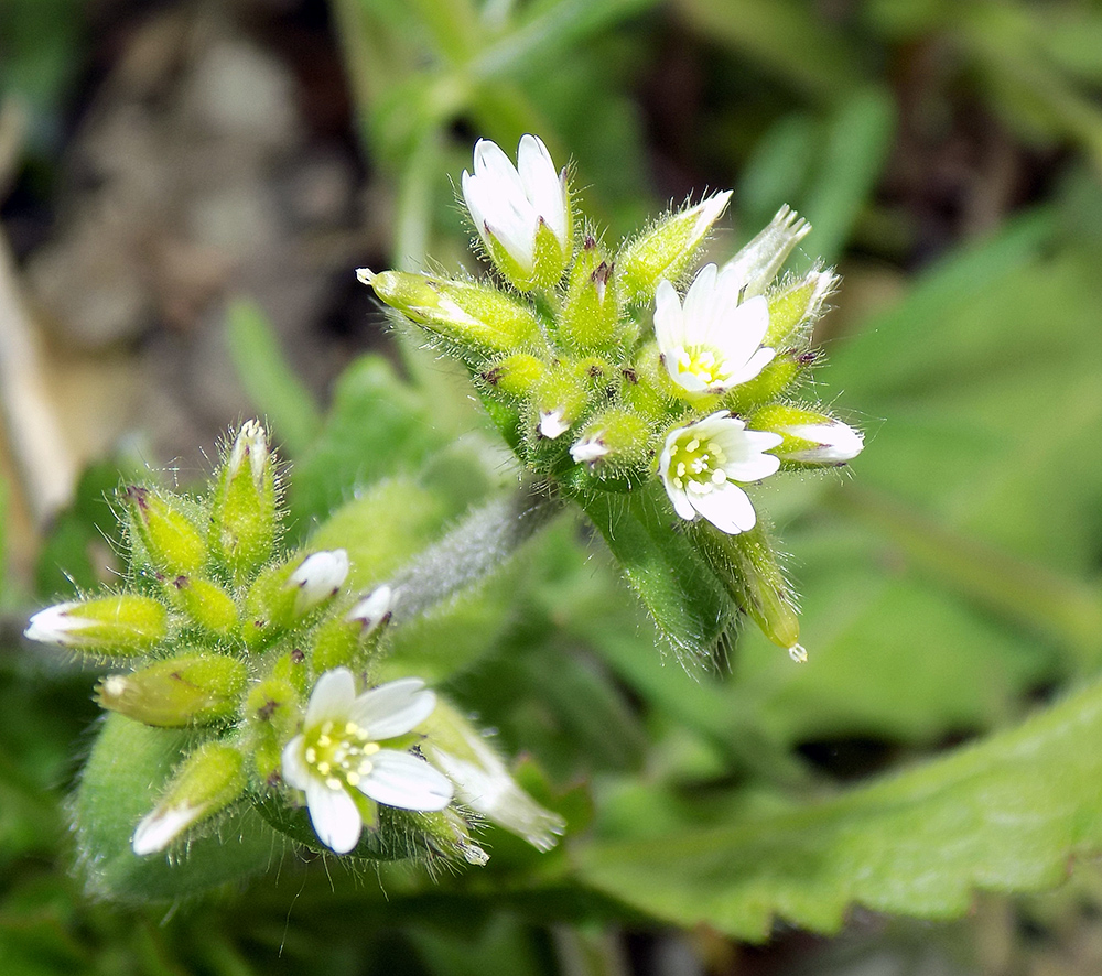 Изображение особи Cerastium glomeratum.