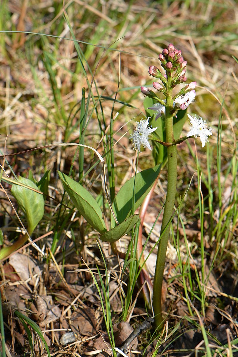 Изображение особи Menyanthes trifoliata.