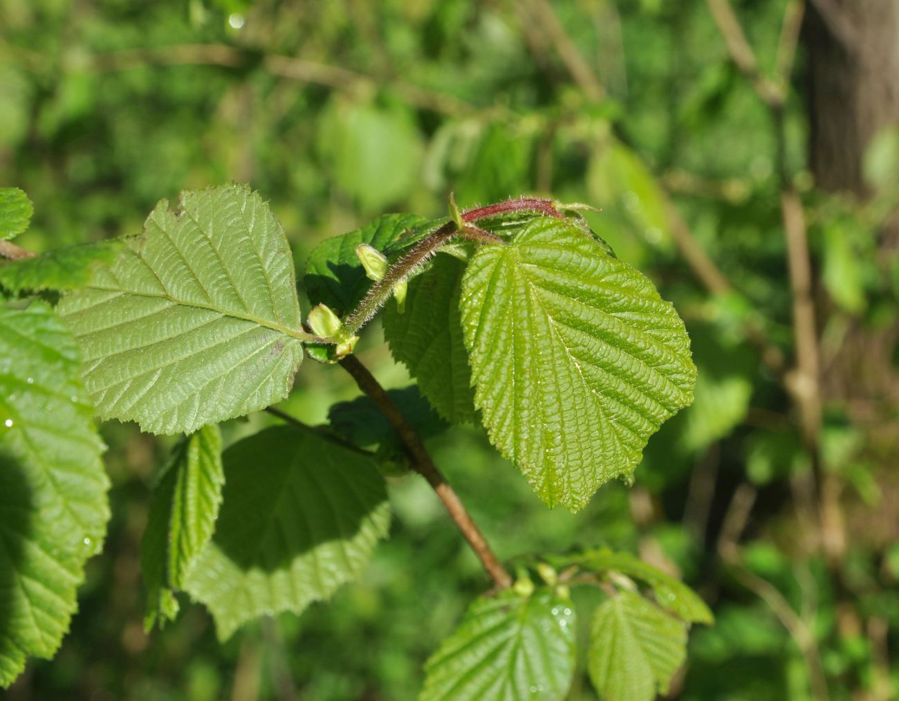 Изображение особи Corylus avellana.