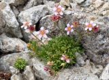 Saxifraga exarata