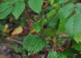 Rubus nessensis