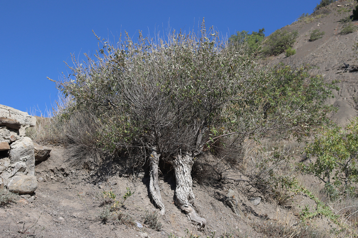 Image of Vitex agnus-castus specimen.