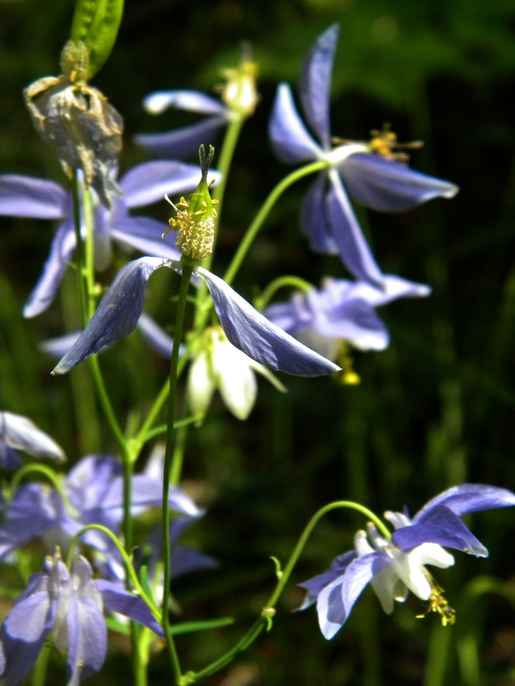 Image of Aquilegia parviflora specimen.