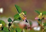 Symphoricarpos albus variety laevigatus. Верхушка побега с цветками и созревающими плодами. Московская обл., г. Железнодорожный, в культуре. 10.10.2020.