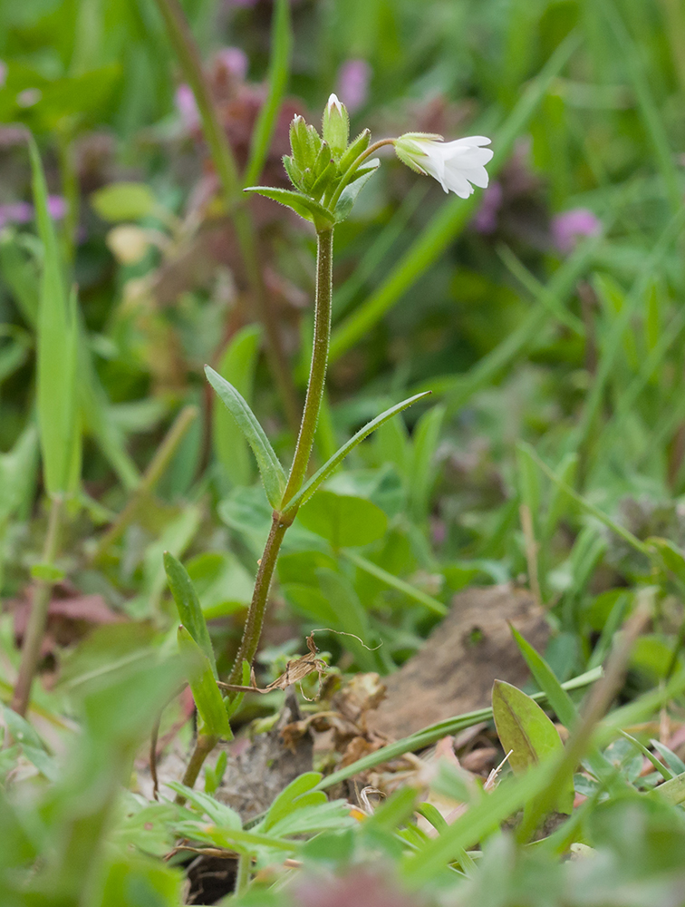 Изображение особи Dichodon viscidum.