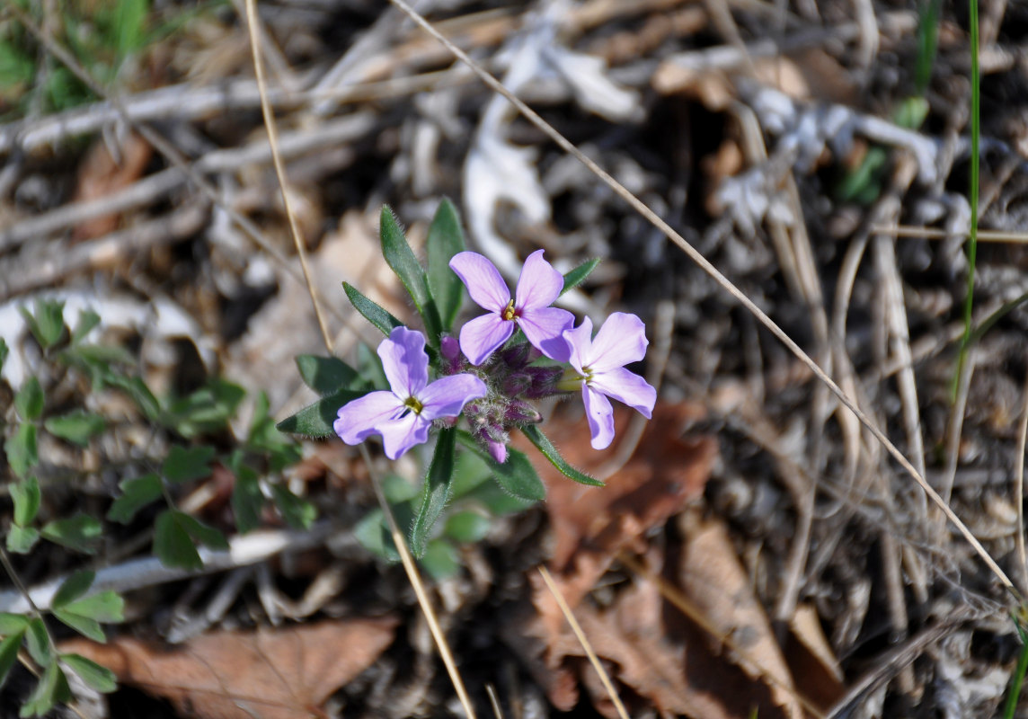 Image of Clausia aprica specimen.