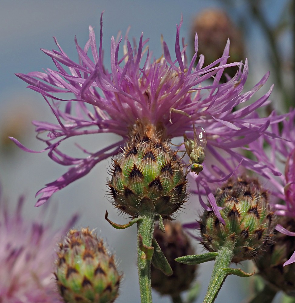 Изображение особи Centaurea stoebe.