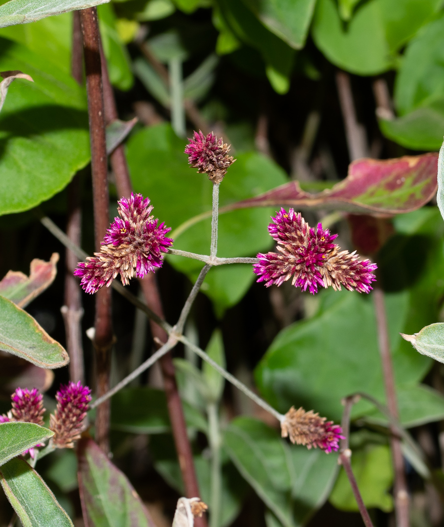 Image of Alternanthera porrigens specimen.