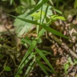 Stellaria holostea. Часть побега. Краснодарский край, Абинский р-н, окр. ст. Шапсугская, опушка дубово-грабового леса. 15.05.2021.