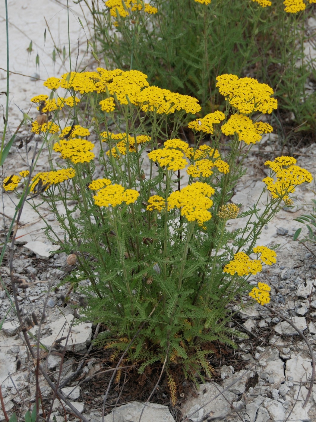 Изображение особи Achillea arabica.