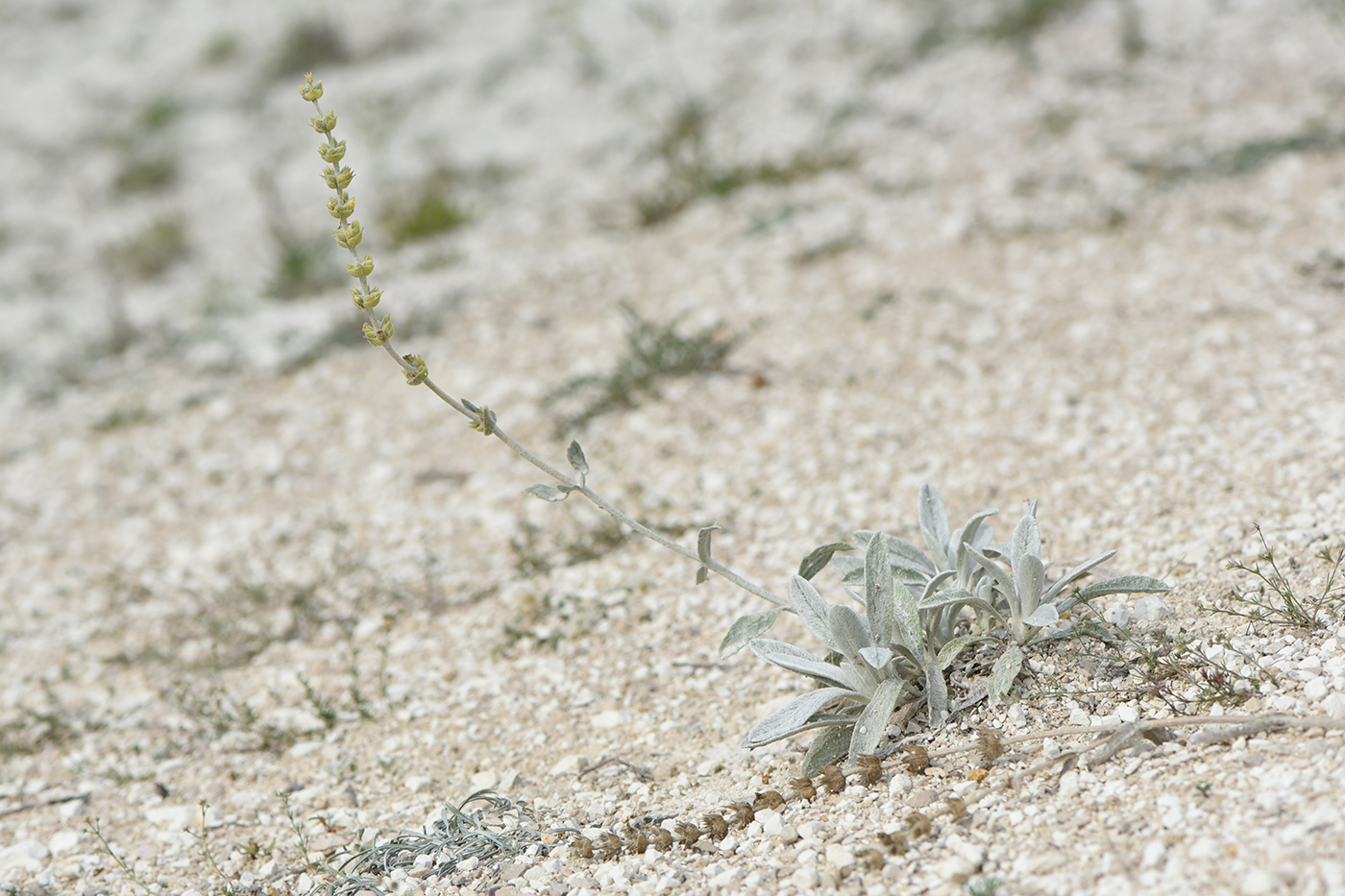 Image of Sideritis taurica specimen.