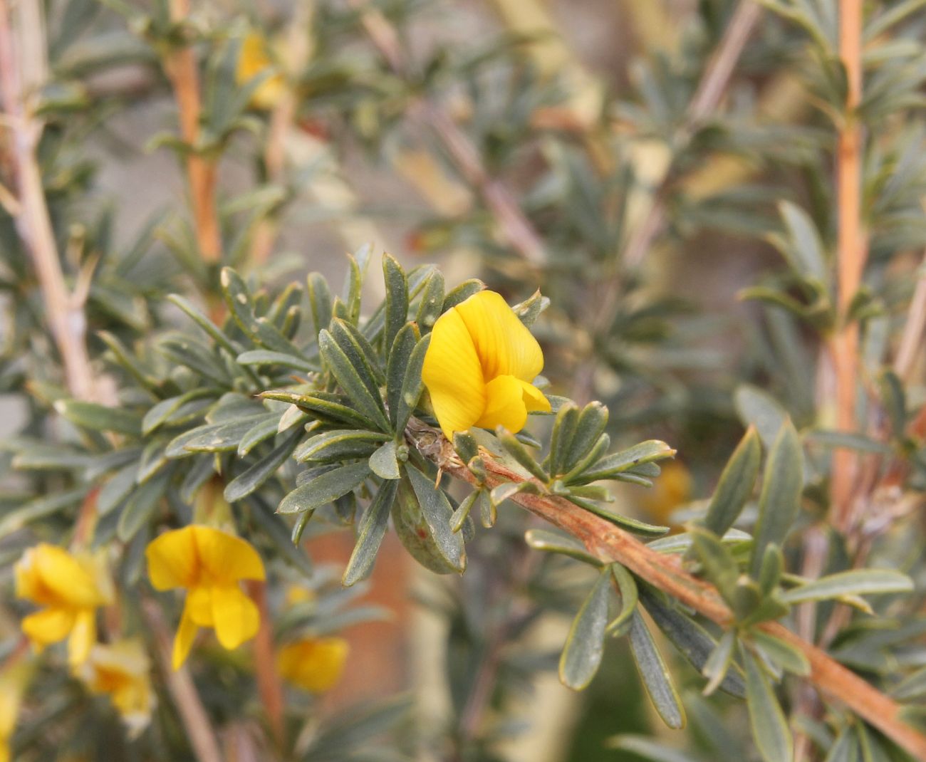 Image of Caragana pygmaea specimen.