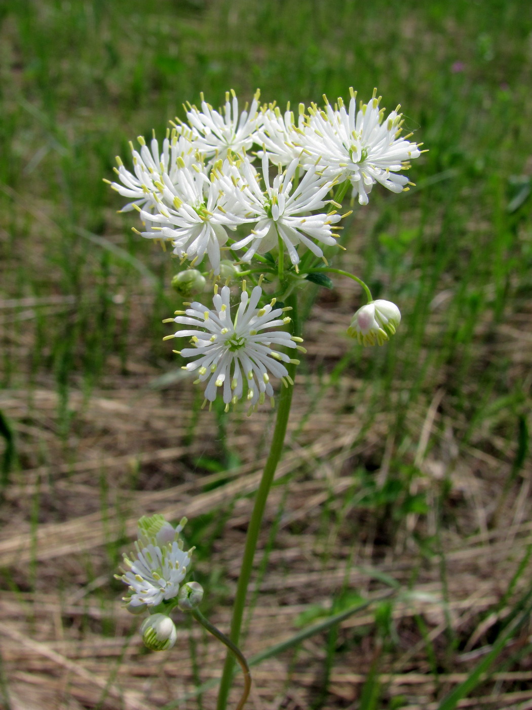 Image of Thalictrum petaloideum specimen.