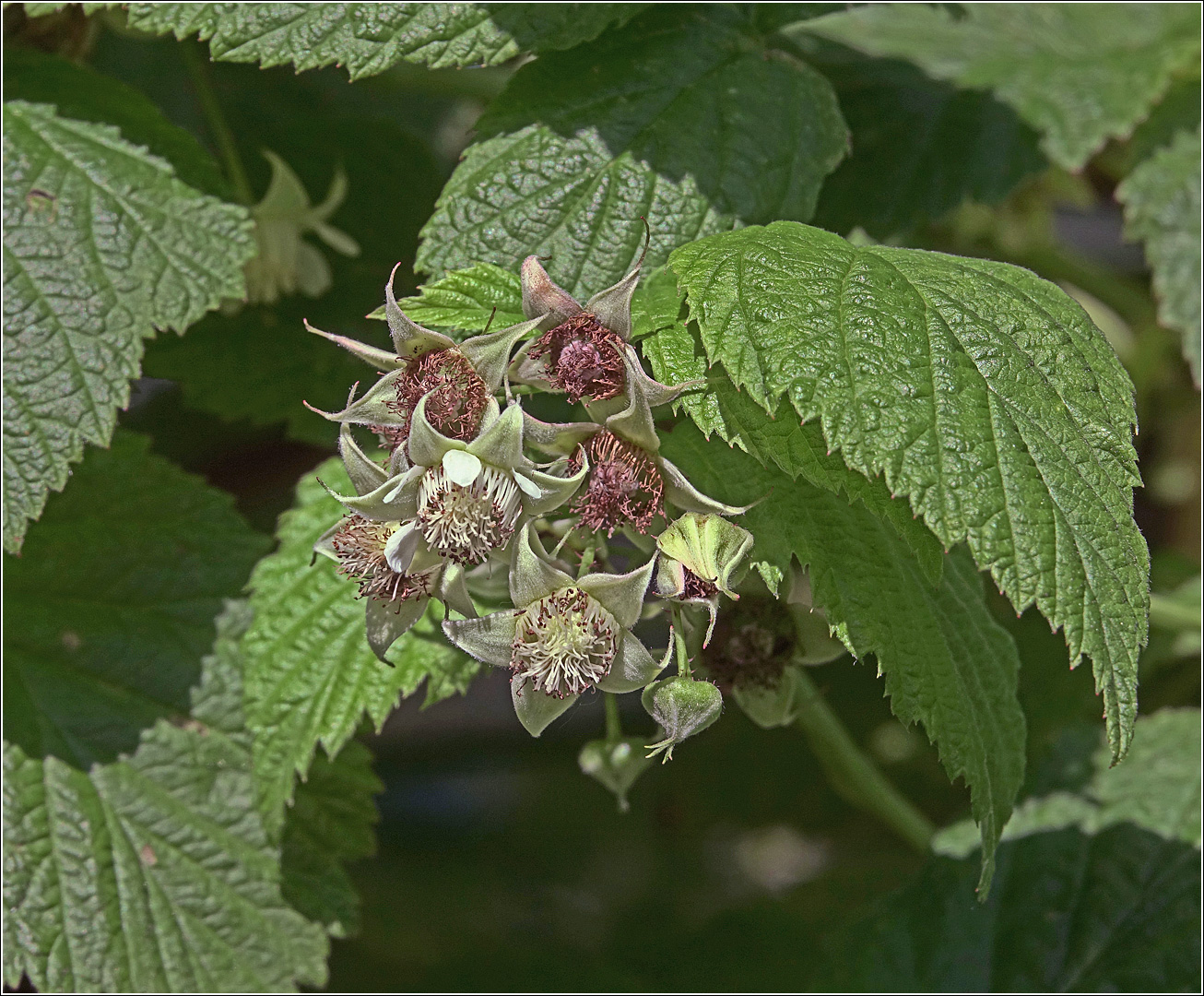 Изображение особи Rubus idaeus.