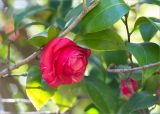 Camellia japonica. Часть веточки с цветком. Абхазия, г. Сухум, Сухумский ботанический сад, в культуре. 14.05.2021.