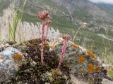 Sempervivum pumilum. Отцветшие растения. Кабардино-Балкария, Черекский р-н, Кабардино-Балкарский высокогорный заповедник, Черек-Безенгийское ущелье, окр. альплагеря \"Безенги\", ≈ 2200 м н.у.м., отложенная боковая морена, альпийский луг, на моховой подушке в задернованной выемке большого валуна. 17.08.2021.