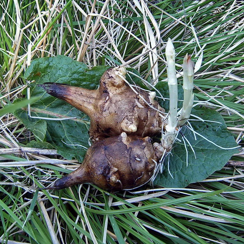 Image of Helianthus tuberosus specimen.