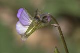 Image of taxon representative. Author is Максим Гуляев