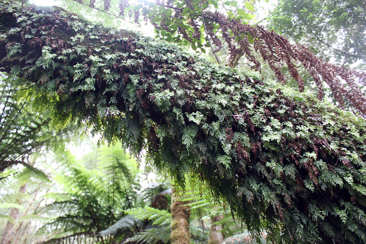 Image of Hymenophyllum applanatum specimen.