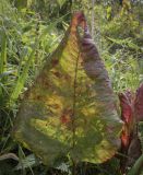 Rumex aquaticus. Увядающий лист. Москва, Северо-Западный административный округ, р-н Строгино, Щукинский полуостров, сырой луг. 16.09.2022.