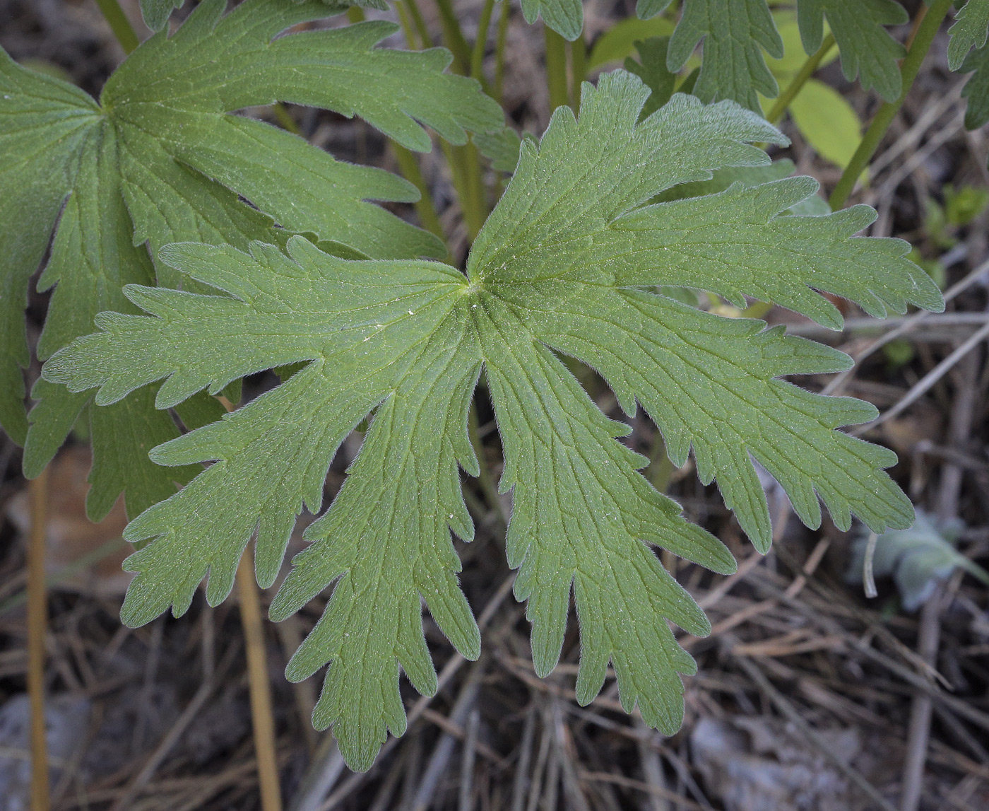 Изображение особи Geranium pseudosibiricum.