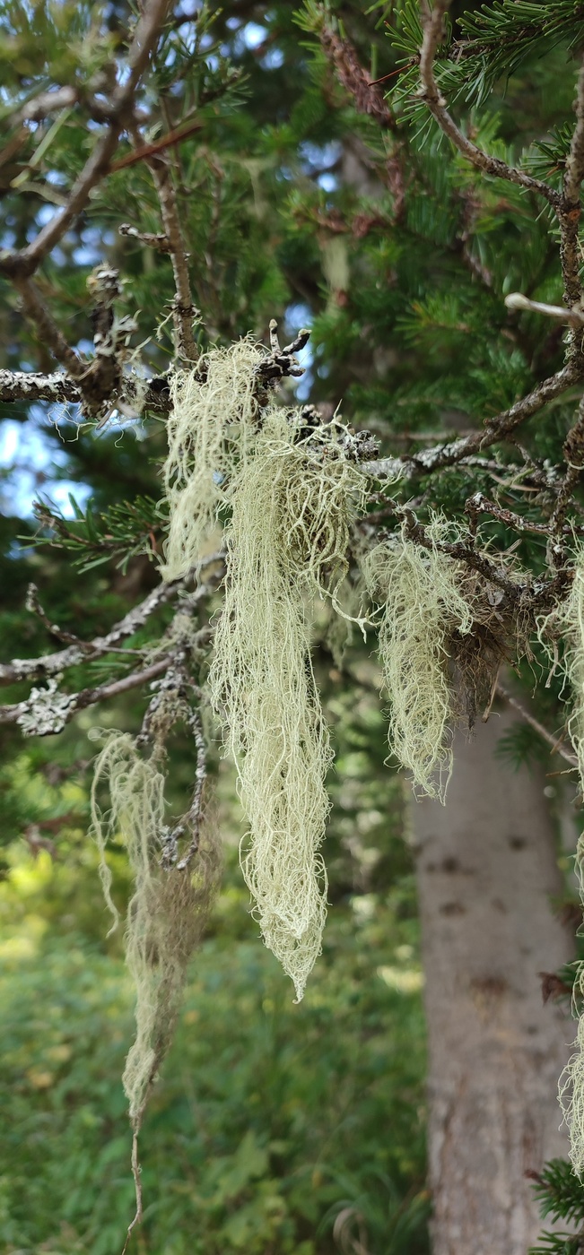 Image of Usnea barbata specimen.