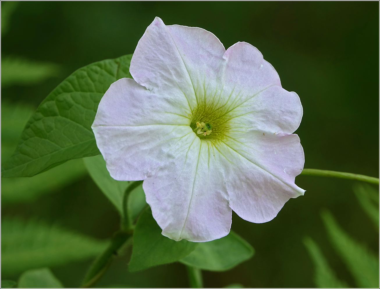 Изображение особи Petunia &times; hybrida.