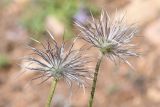 Pulsatilla campanella