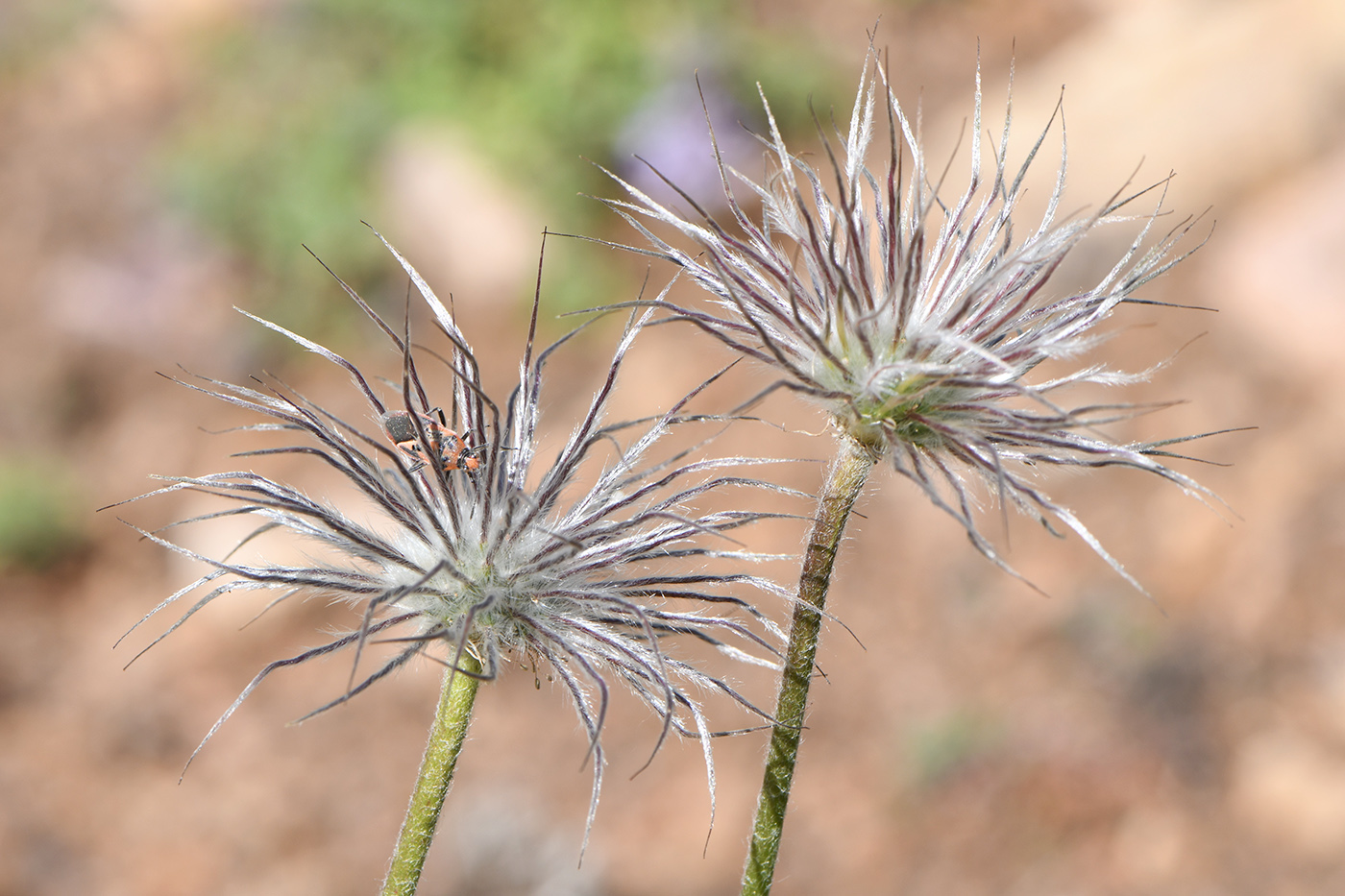 Image of Pulsatilla campanella specimen.