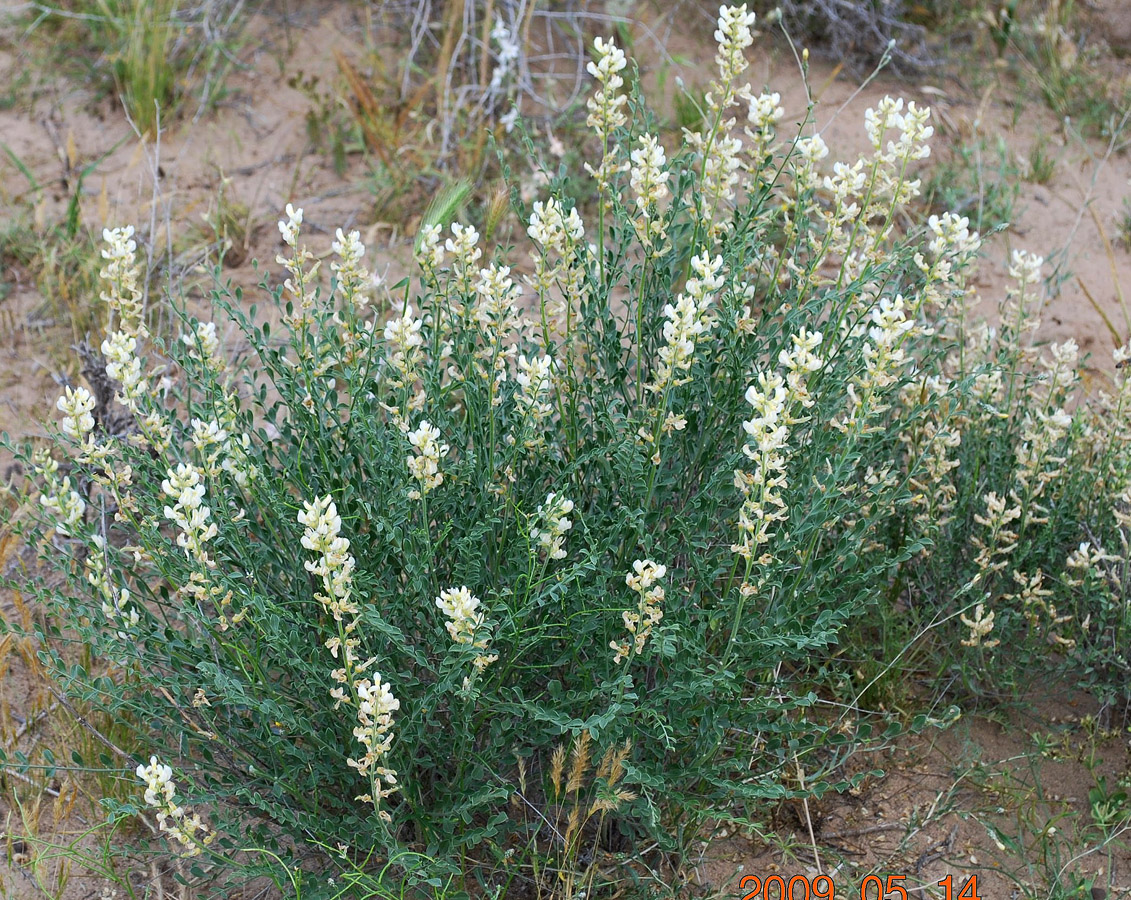 Изображение особи Goebelia pachycarpa.