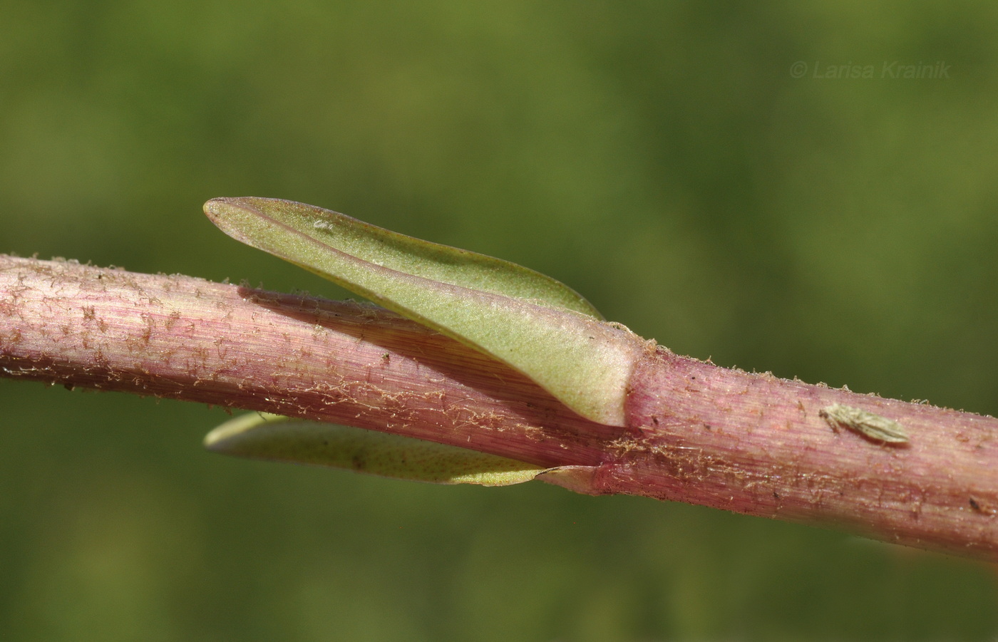 Image of Penthorum chinense specimen.