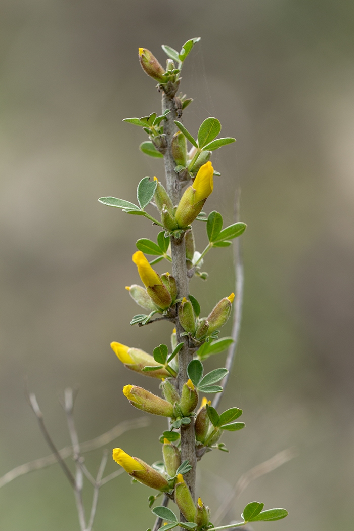 Image of Chamaecytisus ruthenicus specimen.