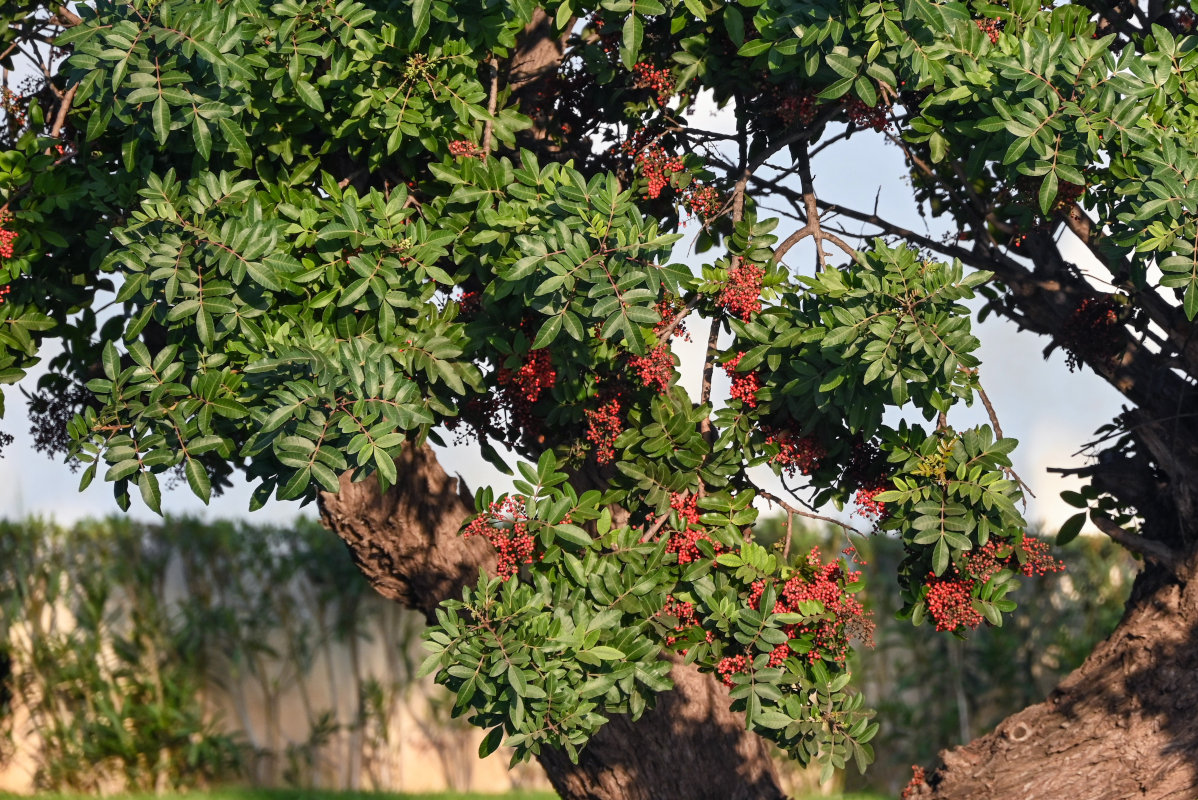 Изображение особи Schinus terebinthifolia.