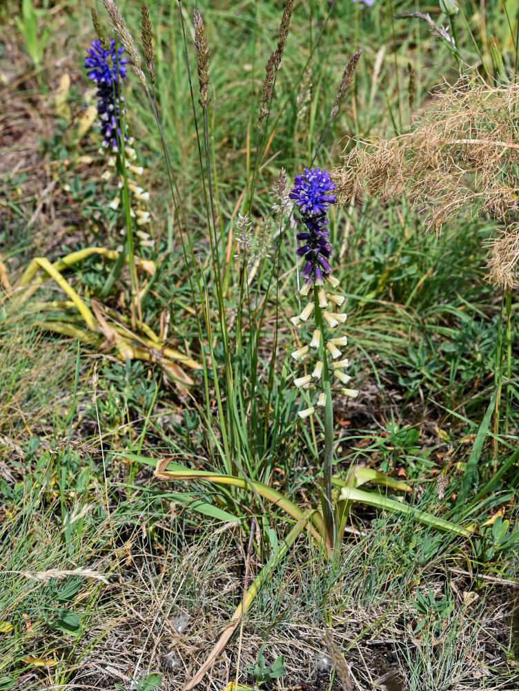 Image of Leopoldia caucasica specimen.