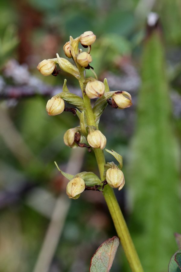 Image of Dactylorhiza viridis specimen.