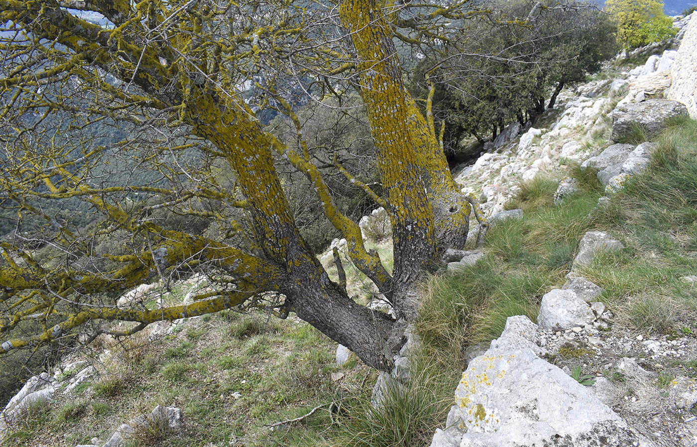 Image of Acer monspessulanum specimen.