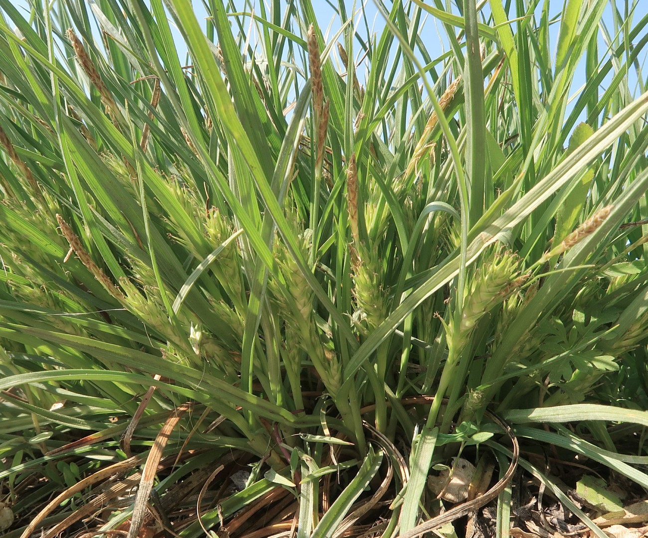 Image of Carex hordeistichos specimen.