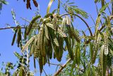 Leucaena leucocephala. Незрелые плоды. Египет, мухафаза Асуан, о-в Агилика, сухой склон. 03.05.2023.