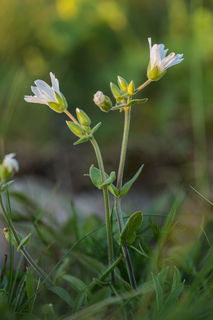 Image of genus Cerastium specimen.