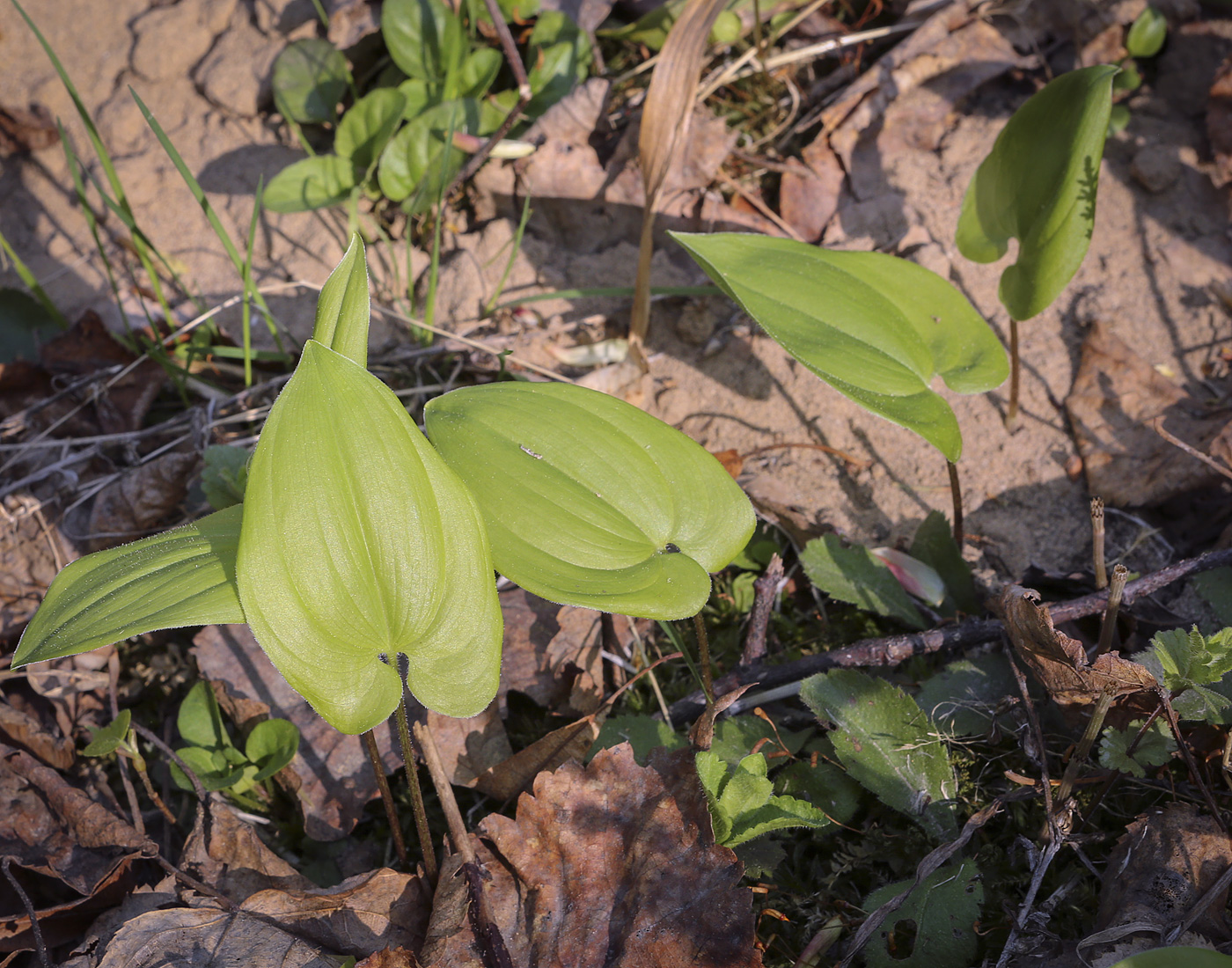 Изображение особи Maianthemum bifolium.