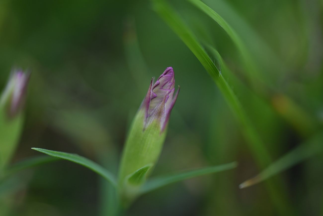 Image of genus Dianthus specimen.