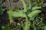 Epilobium hirsutum. Часть стебля и листья (вид на абаксиальную поверхность). Чечня, Шаройский р-н, юго-восточный склон горы Чархунышкорт, выс. 2100 м н.у.м, на дороге. 7 августа 2023 г.