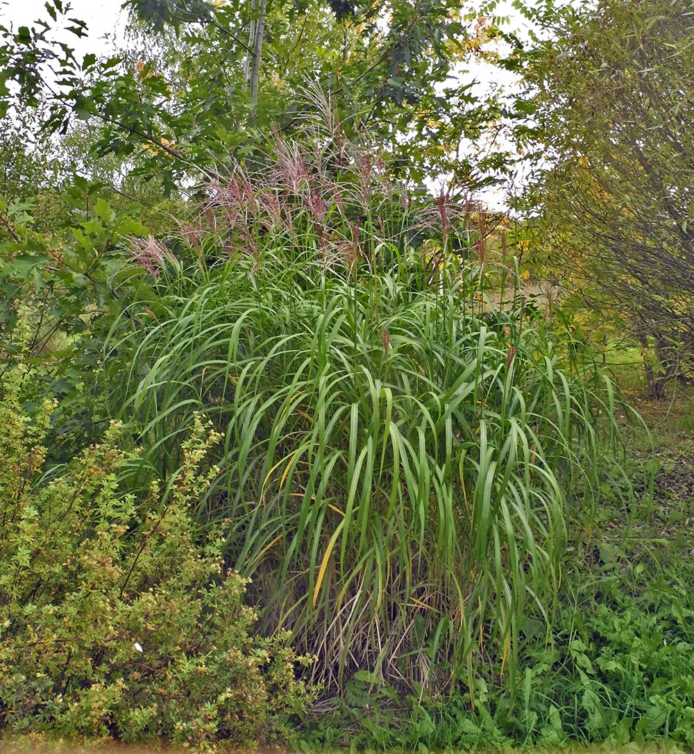 Image of Miscanthus &times; longiberbis specimen.