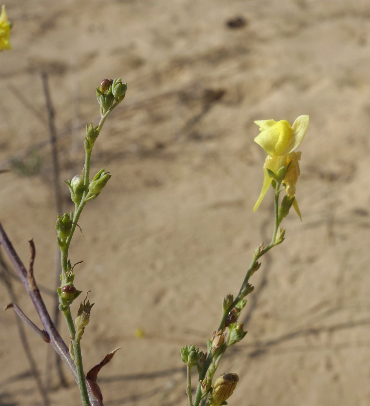 Изображение особи Linaria genistifolia.