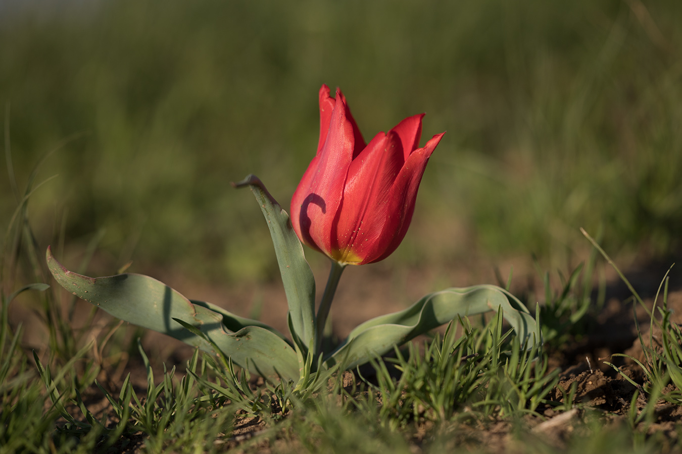 Изображение особи Tulipa suaveolens.