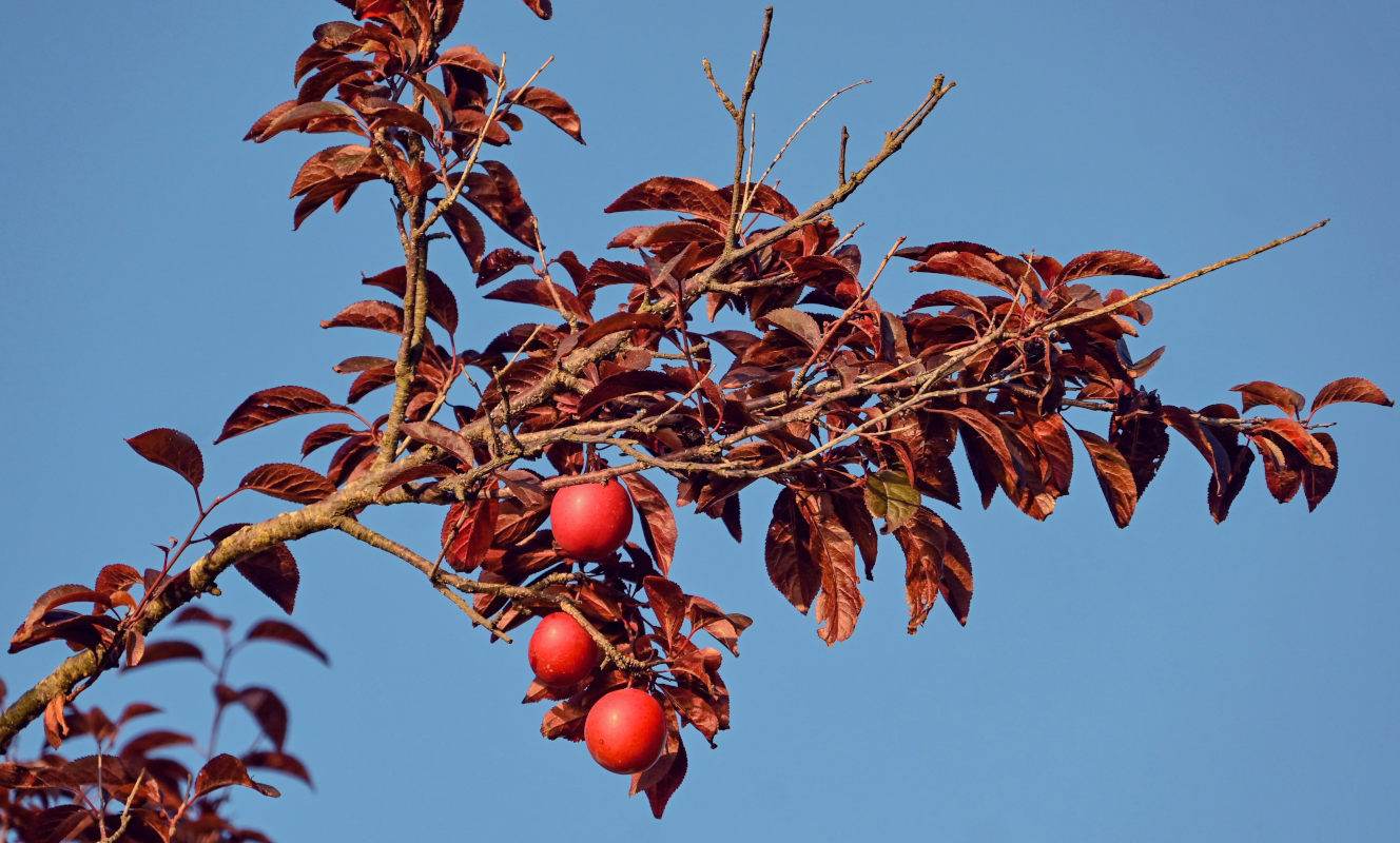 Image of Prunus cerasifera var. pissardii specimen.