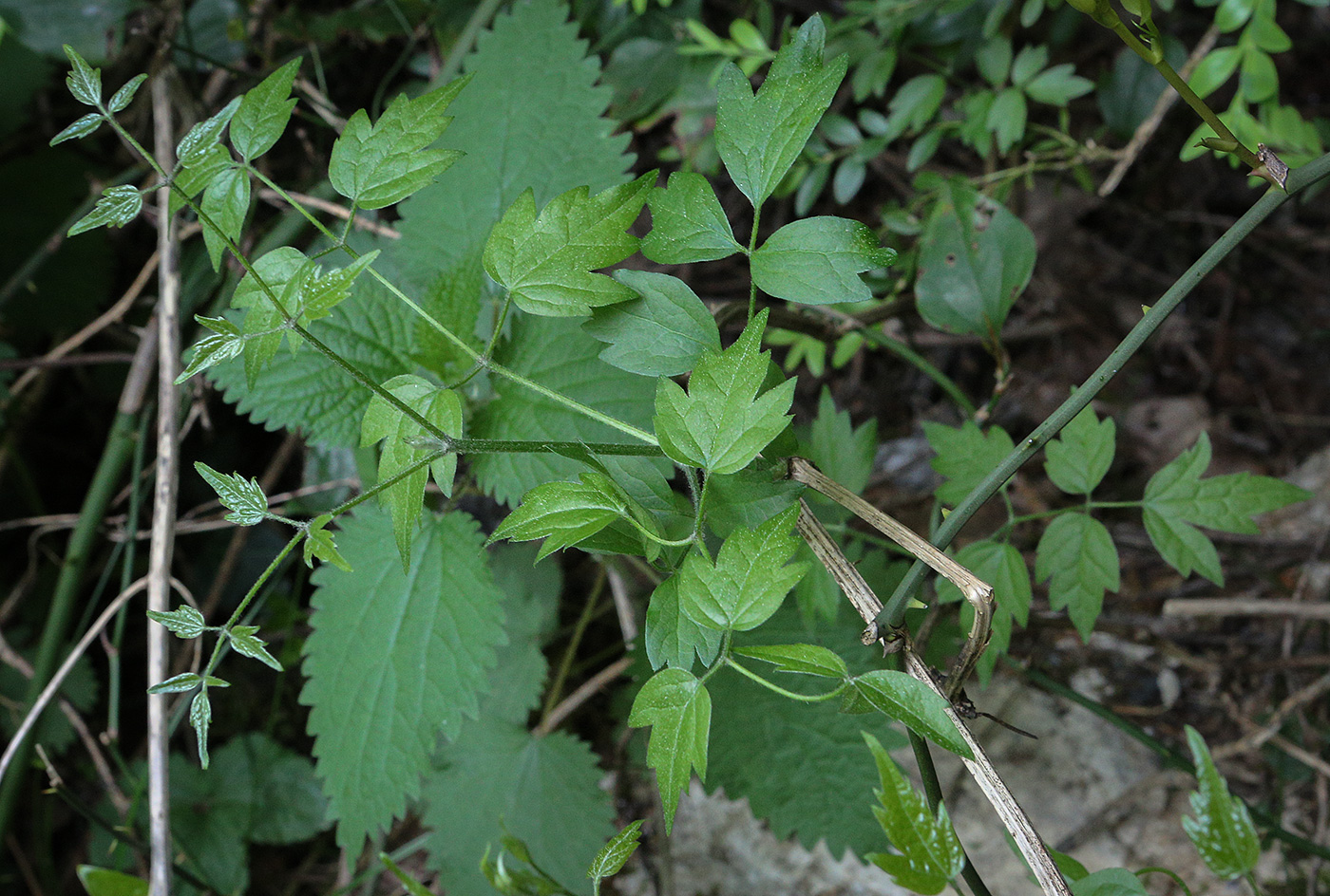 Image of Clematis vitalba specimen.