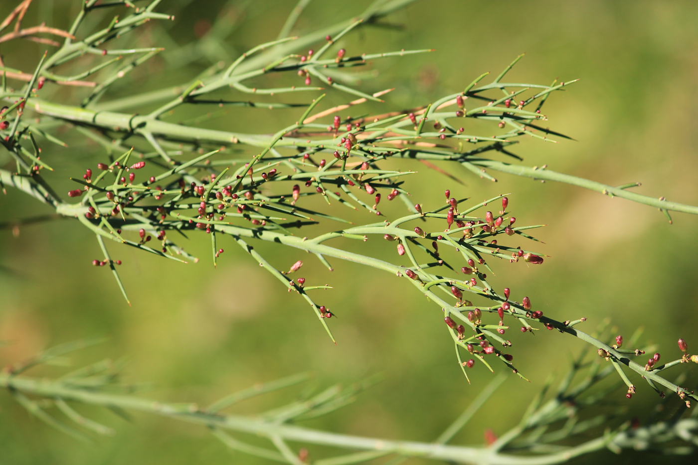 Image of Colletia spinosissima specimen.